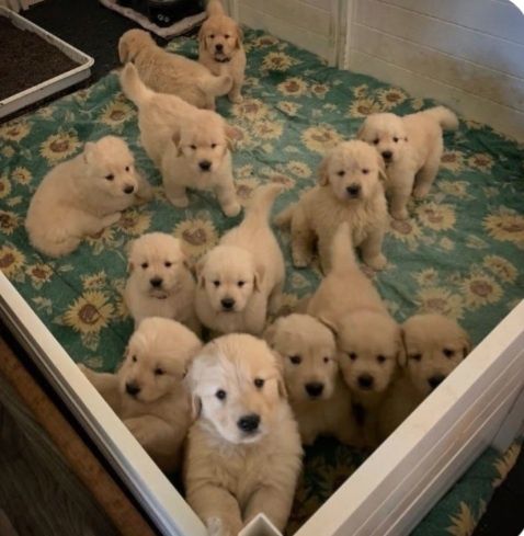 Щенки Золотистого Ретривера.