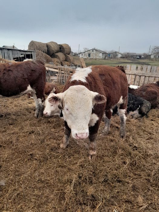 Продаётся быки можно на племя