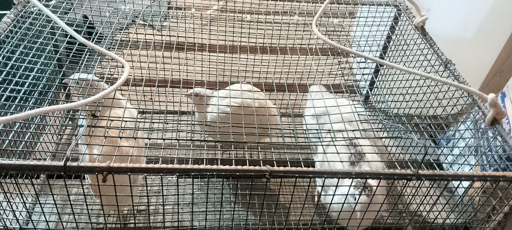 Prepelițe Giganta Polara