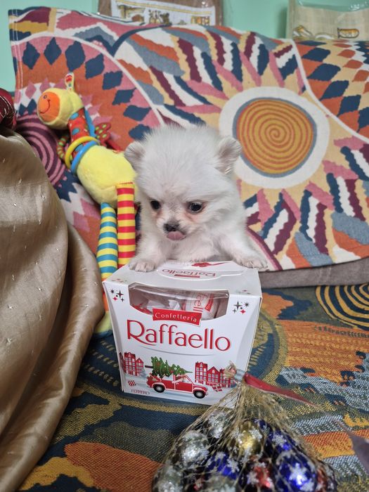 Померанский шпиц супермини