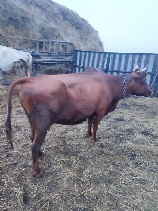 Продам корову дойную