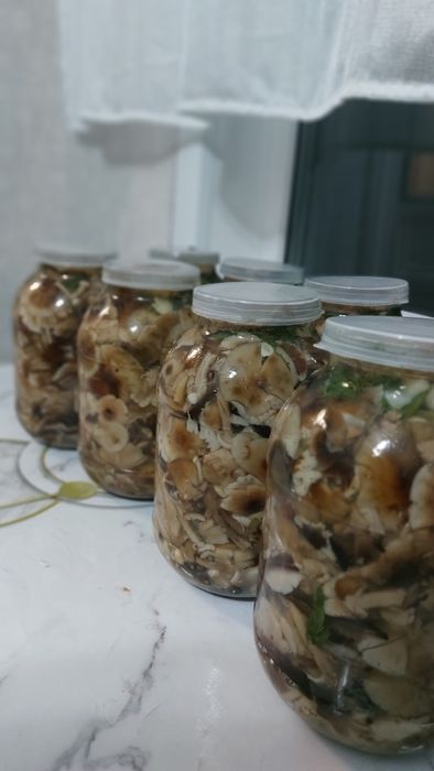 Продам грибы  опята