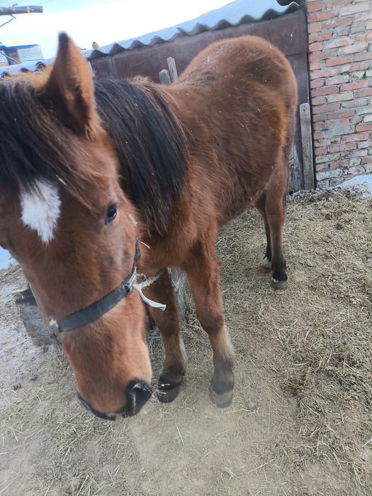 Лошадь     ………..