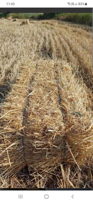 Baloti de paie patrati