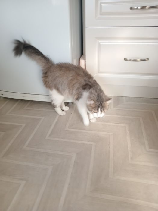 Продам кошку британка