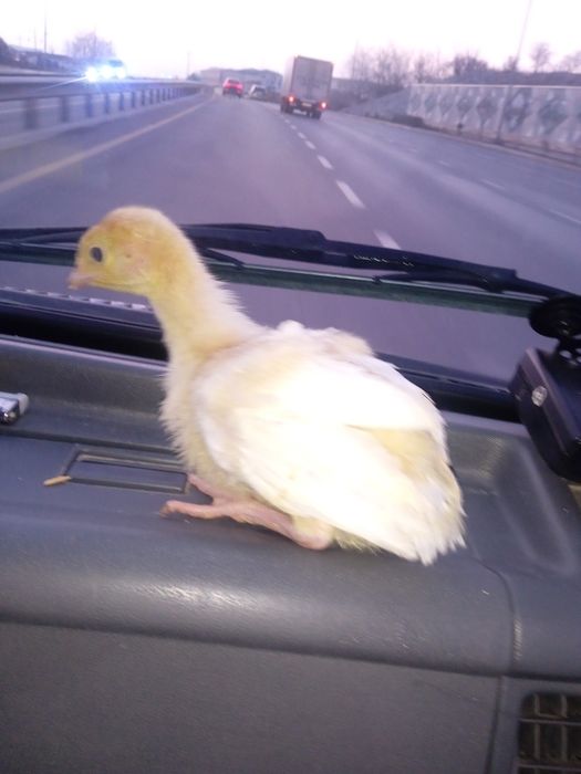 Big6 jojalari sotuvda cross varyant