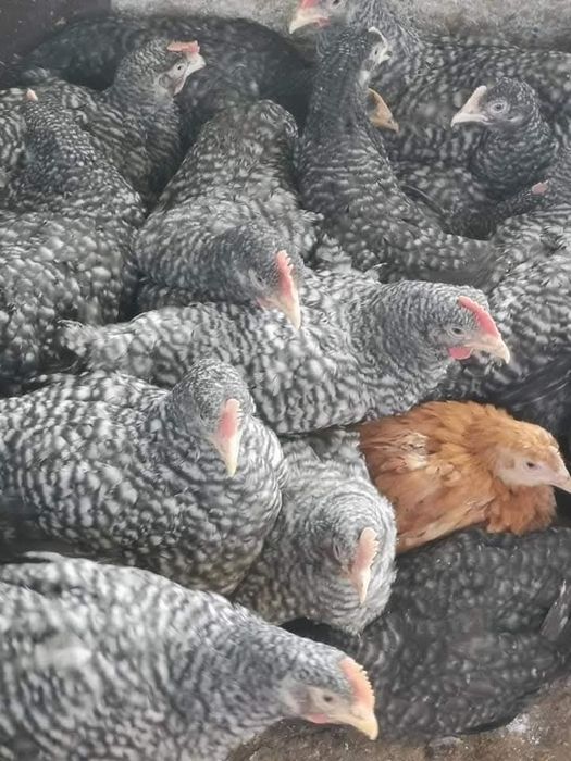 Pui de carne si rasa mixtă