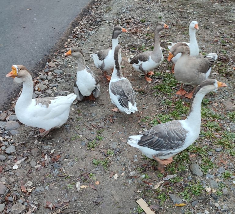 Gâște de vânzare!