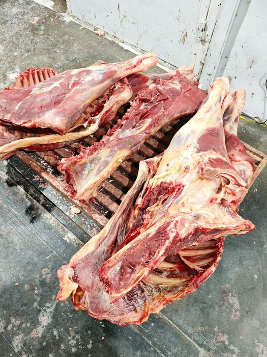 Мясо говядины конины тушами