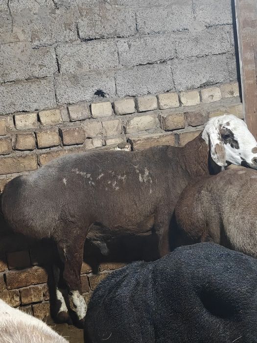 Qochqar, qo'y sotiladi