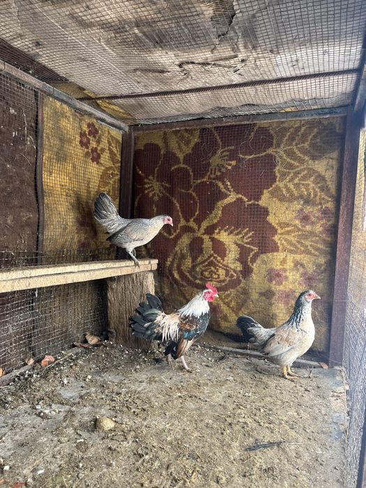 Продаётся карлики