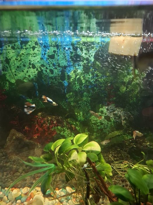 Гуппи обмен на цихлиды