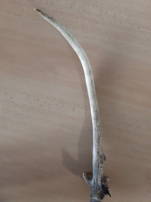 Еленови рога - различни размери