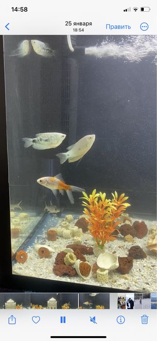 Аквариум сатылады. 200л балығымен бірге