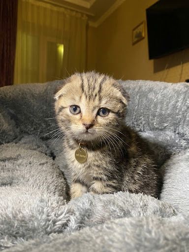 Продам породистых котят