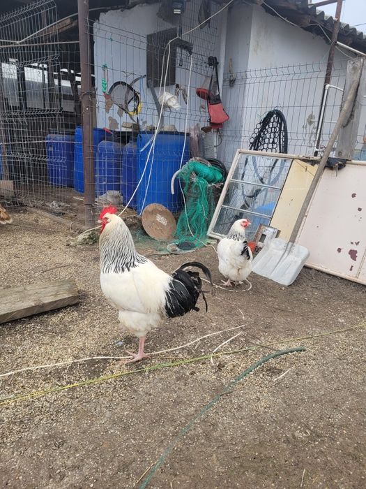 Vând cocoș sucssx sau schimb