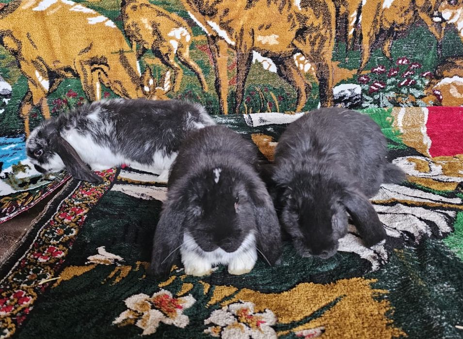 Masculi berbec german