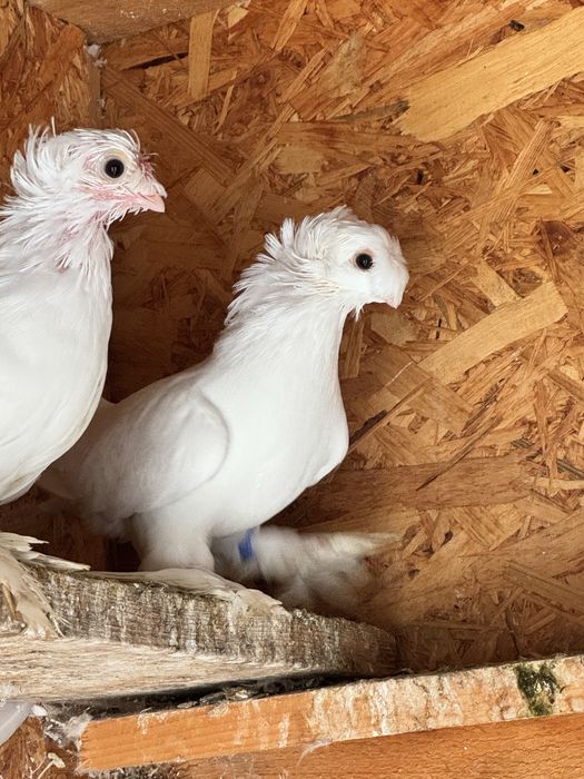 Jucatori de Botosani