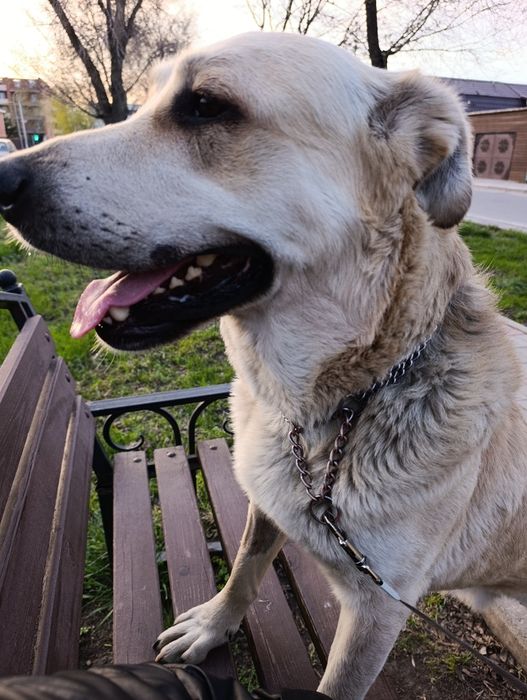 Ищу дом для малыша в 50 кг.