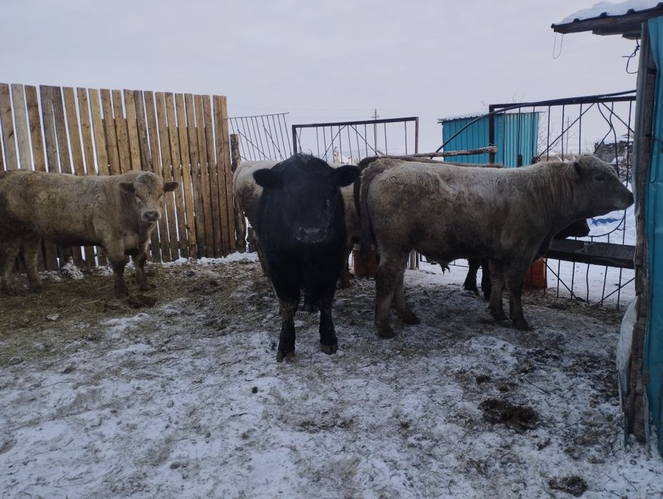 Ауликоль. Ангус. На племя .