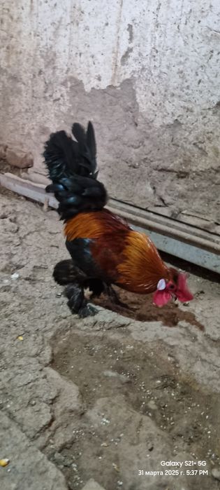 Xitayiski xoʻrozla sotladi