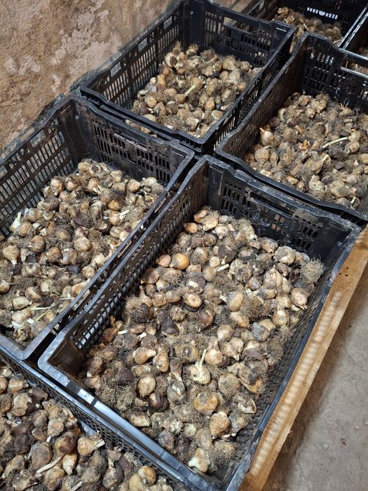 Луковицы тюльпанов. Голландские сорта.