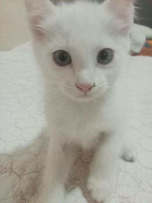 Отдам котят в хорошие руки