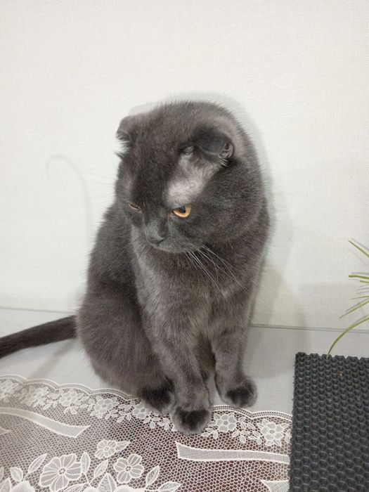 Отдам в хорошие руки