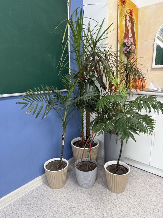 Все комнатные цветы в одни руки