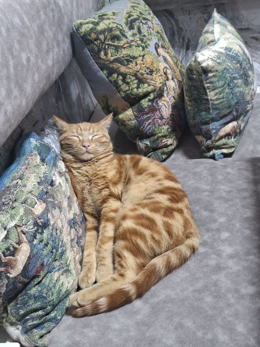 Пропал кот, помогите найти