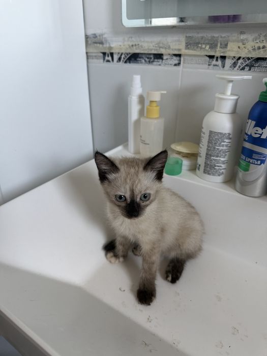 Котенок в добрые руки