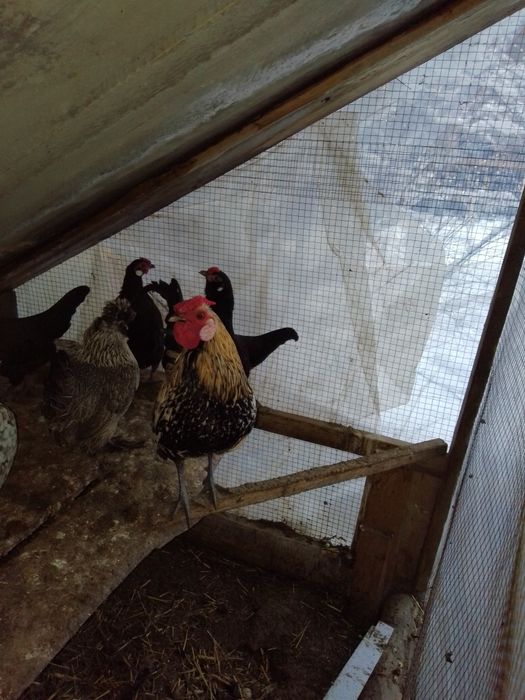 Японча сотилади соглом 100%