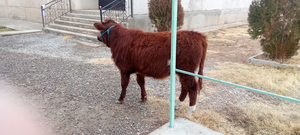 Баспақ 8 айлык сатылады