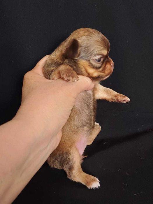 Продаю щенков чихуахуа