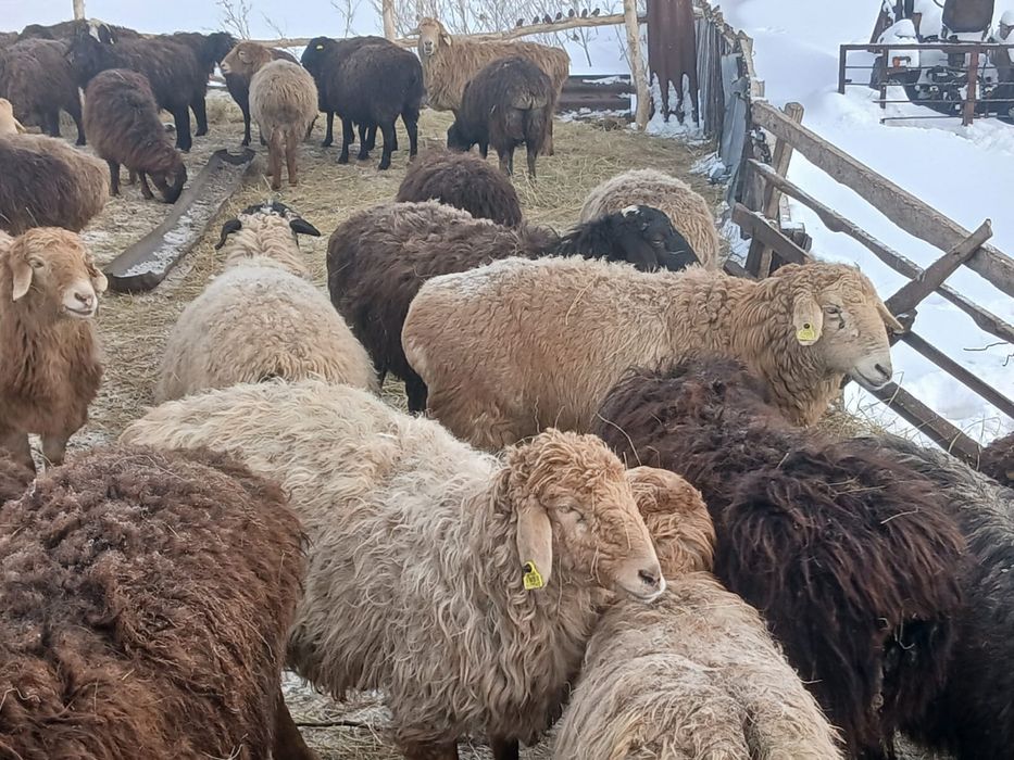 Кой сатамын! 55-60 бас