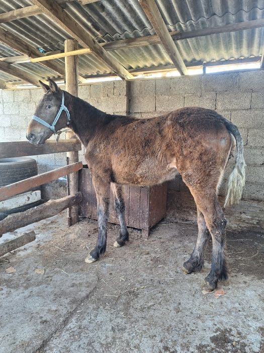 Ургашы тай сатылады