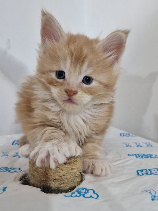 Шикарный полидакт  Мейн-Кун