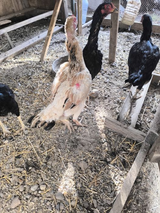 Продам курочки дакан