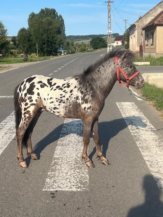 Vand un poneu  frumos