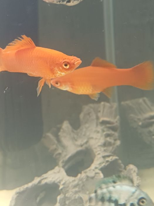 Молинезия и меченосец