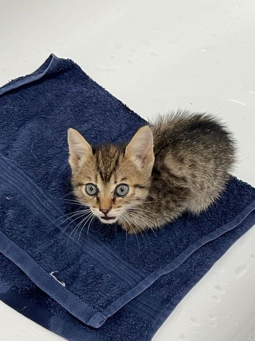 Котенок в добрые руки