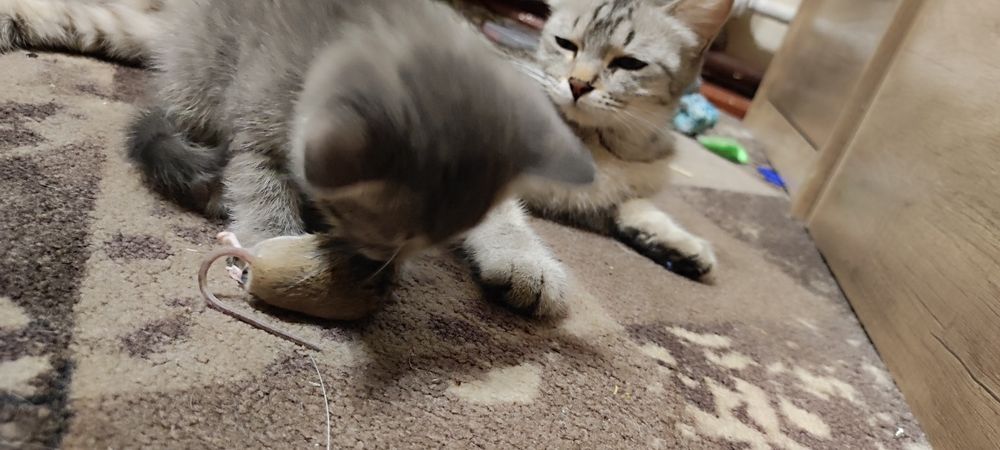 Котята от кошки крысолова.