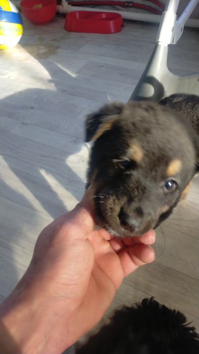 Отдам щенят в добрые руки