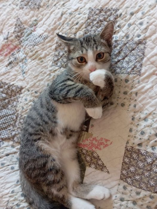 Ласковый Котёнок - счастье в Ваш дом