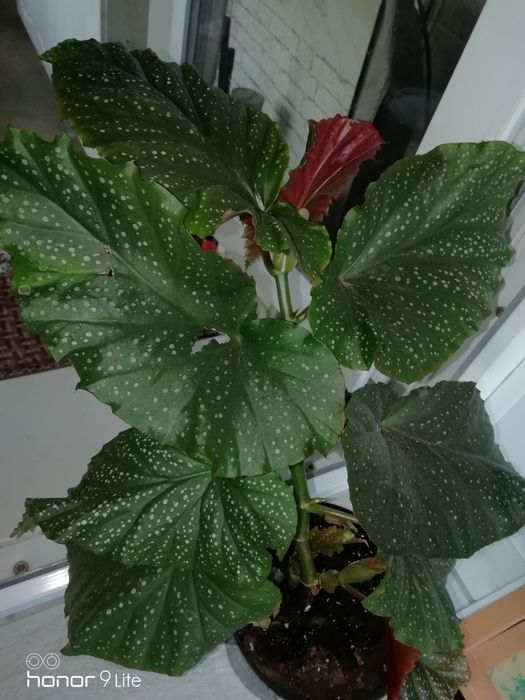 Цветы 3000т домашние.