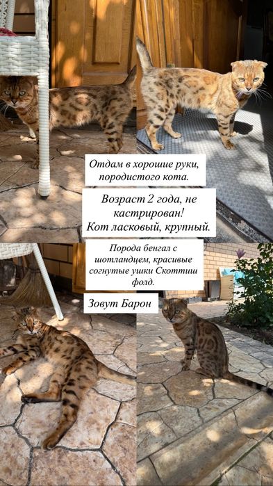 Шотландский кот, окрас бенгала