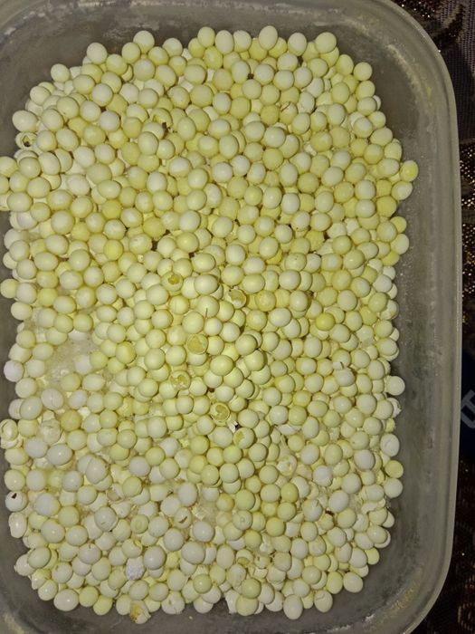 Улитка Ахатина/яйца