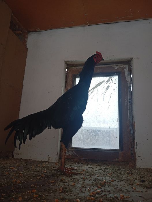 Сотилади курос 8 месяцев