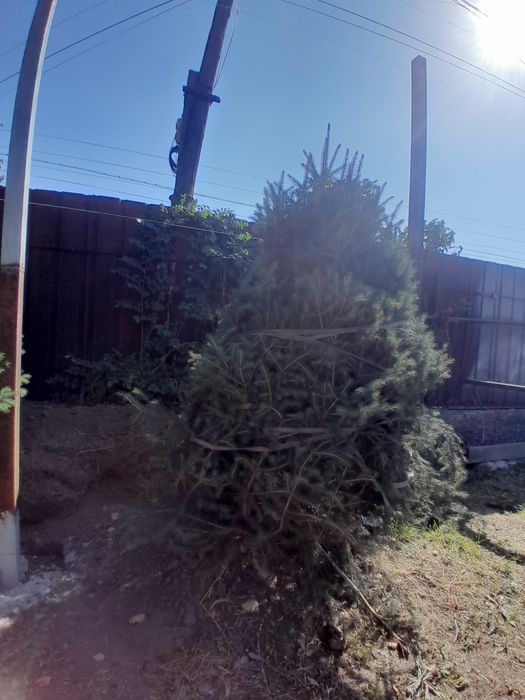 Ель голубая две штуки