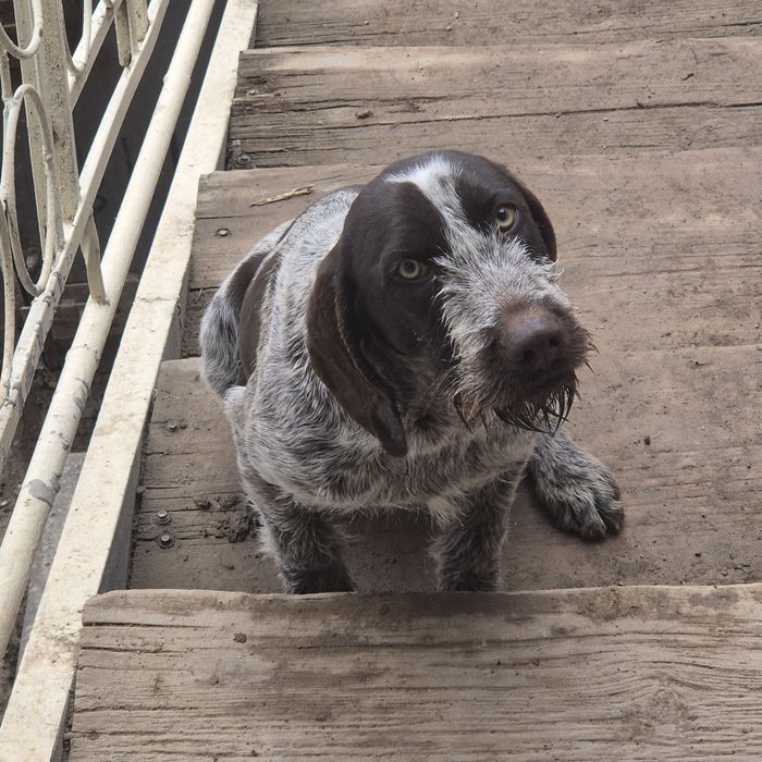 Продам щенка (7 месяцев) драатхар